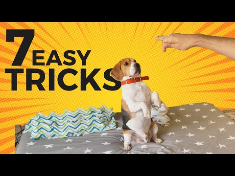 Video: 5 Tips Untuk Mencegah Beagle Anda Dari Menarik pada Leash