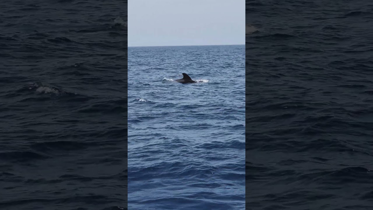 We Expected a Smaller Dolphin 💙  