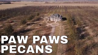 Paw Paws Pecans | Arkansas Farmers