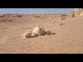 أجمل طيور صحراء الجزائر كيف يسمى في منطقتكم