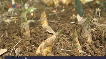 Mô hình trồng măng lục trúc theo hướng liên kết