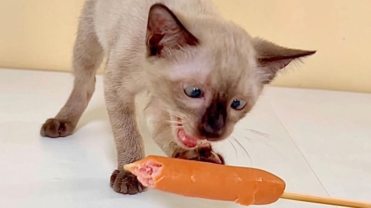 Kitten ASMR eating sausage 🐱🌭 YouTube