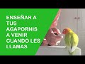 Llamar a tus agapornis