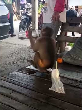 Monyet minum ketum