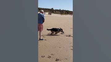 Thumbnail of Chihuahua Soon Regrets Chasing German Shepherd || ViralHog
