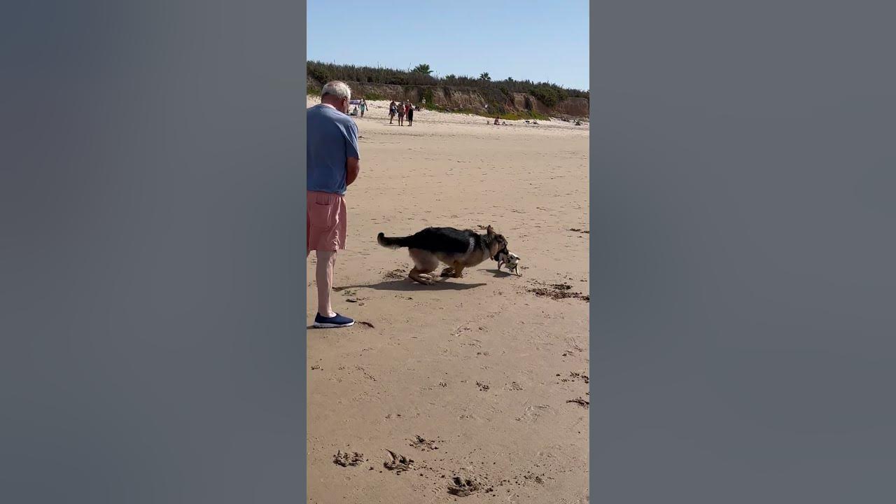 Chihuahua Soon Regrets Chasing German Shepherd || ViralHog