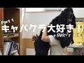 病院をキャバクラだと思っているE・コッカーpart1【爪切り編】