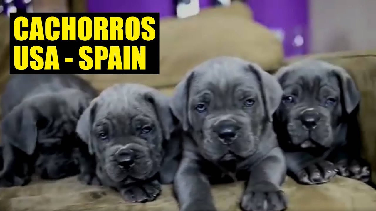 CACHORROS USA SPAIN - YouTube