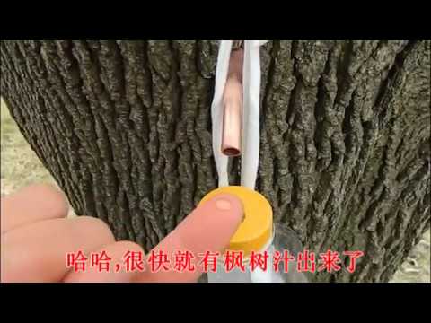 How to tap maple trees to collect maple sap