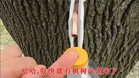 Comment Exploiter Les érables Pour Recueillir La Sève D érable Comment Exploiter Les érables Pour Recueillir La Sève D érable