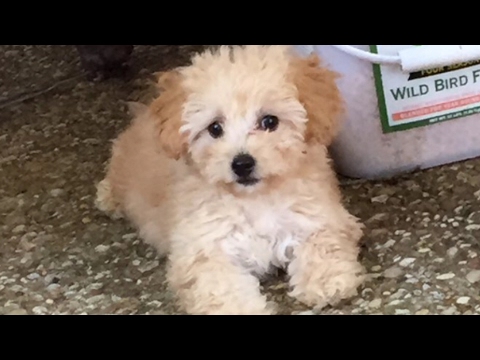 mini goldendoodle! - youtube