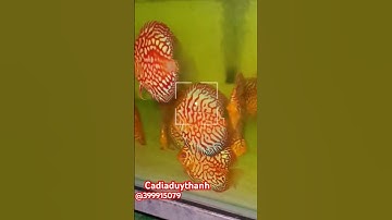 Cá đĩa bồ câu đỏ I red pegion discus