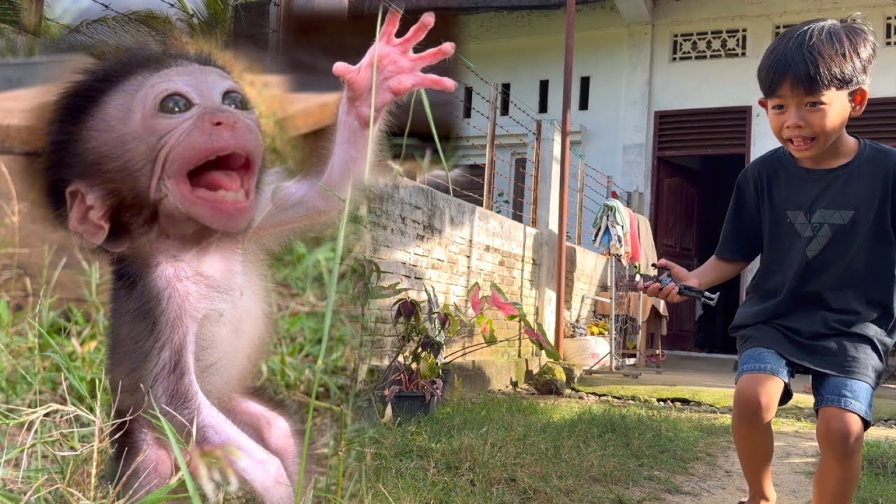 LUCI LOST IT!! 😱 Baby Monkey PANICS When Fariq Joins The Game!