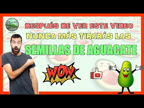 💚 BENEFICIOS DE LA SEMILLA DE AGUACATE 💚 - ¿Por qué no Tirarás más las Semillas de Aguacate ?