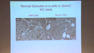 GoldLab Symposium 2014 - Alan Attie