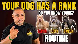 Most Owners Get Dog Rank Completely Wrong | Here's Why