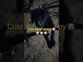#ytshorts #youtubeshorts #cute Labrador#doglover#priyanka vlogs❤❤