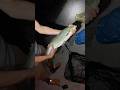 Night Predator , Silent Strike.🎣🔥 @asp @rapfen @nightfishing @fishing @shorts