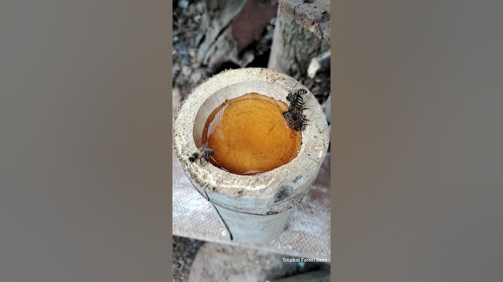 The honey bees gave the signal and soon the whole flock came to suck the honey #bees