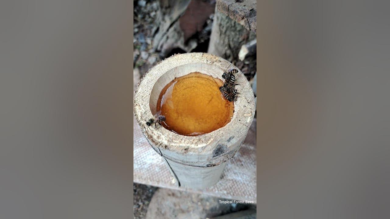 The honey bees gave the signal and soon the whole flock came to suck the honey #bees
