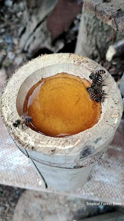 The honey bees gave the signal and soon the whole flock came to suck the honey #bees