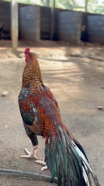 cool aseel rooster