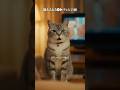 #2≪猫あるある5選≫全部が可愛すぎる