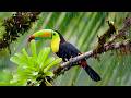 99% Relax Instantly with Rain and Birdsong🌧️Calm Your Mind, Overcome Anxiety and Relax Effortlessly