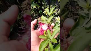 Passion fruit plant /passionfruit /tropical /youtube /shorts /viral /video /?????????????????