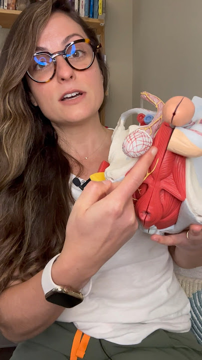 Why does my penis hurt?! 🍆 Watch this video! #pelvicfloor #pelvicpain #pelvichealth