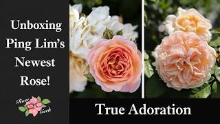 🌹Unboxing True Adoration from True Bloom Roses!
