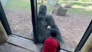 Gorillas are Highly Intelligent Meet Charlie the Handsome Gorilla at the Kansas City Zoo  #gorillas