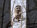 Curious Raccoon — A Quiet Observer in the Trees | Peaceful_Tranquil