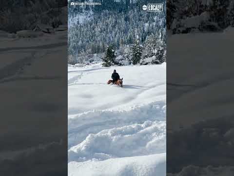 ვიდეო: თოვს ცხენებში?