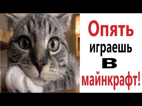 Лютые приколы. МАЙНКРАФТ СТИВ И АЛЕКС! СМЕШНЫЕ КОТЫ! РЖАКА ДО СЛЁЗ!– Domi Show