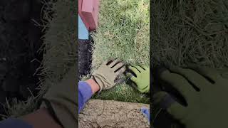 Laying Sod #satisfying #landscaping #gardening #sod #grass