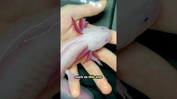 This is a Morphed Axolotl 🦎 #shorts