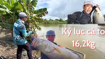 Câu cá chẽm thiên nhiên | hành trình săn chẽm 1x bằng cần UL phần cuối