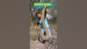 BIGGEST RATTLESNAKE #snake #wildlife #nature #viral #video #fishing #trending #funny #automobile