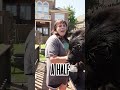 THE BIGGEST DOG I GROOM 🤯🤯🤯🤯🤯🤯🤯🤯