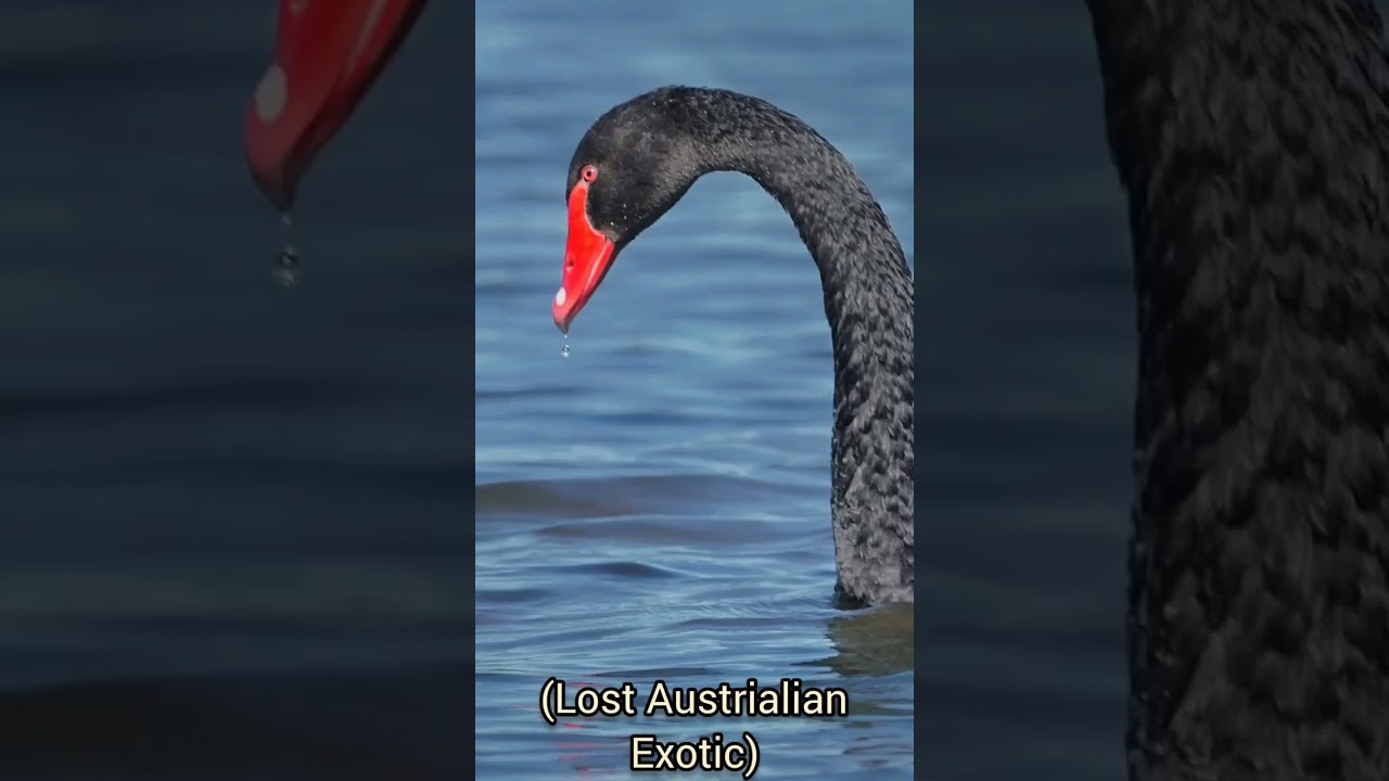 Which is your Favorite 