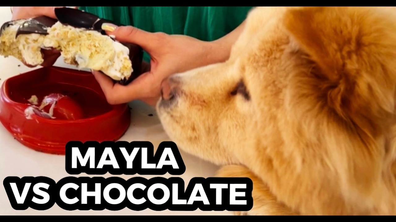 Viral Dubai Chocolate Recipe 🍫 Homemade Pistachio & Banana Filling