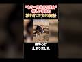 涙が止まらない…交通事故で後ろ足を失った犬が手に入れた“自由”