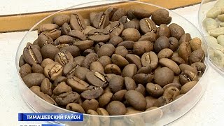 Кофе из натуральных зерен производит в Тимашевске компания «Нестле»