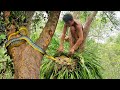 OMG INCREDIBLE! CATCH SNAKE EATING FROG IN THE TREE CATCH & COOK FROGS EAT DELICIOUS