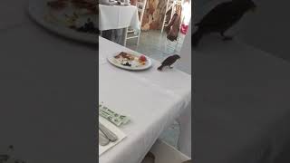 Воробей завтракает шведский стол Кипр отель Анонюмус бич