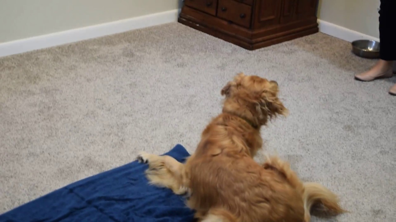 Teaching your dog the Place Command STEP 3 - YouTube