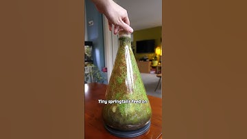 this terrarium hasn