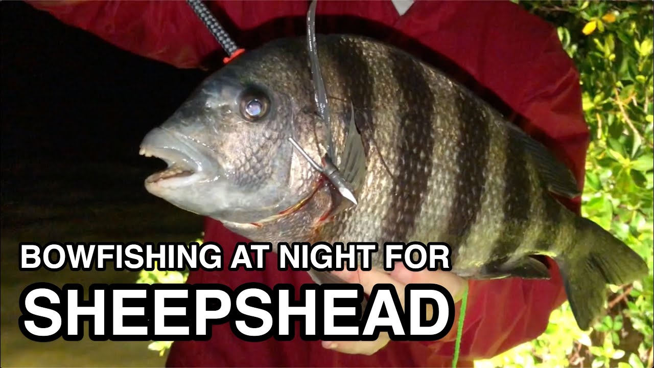 BOWFISHING at Night (Shooting Sheepshead & Black Drum) YouTube