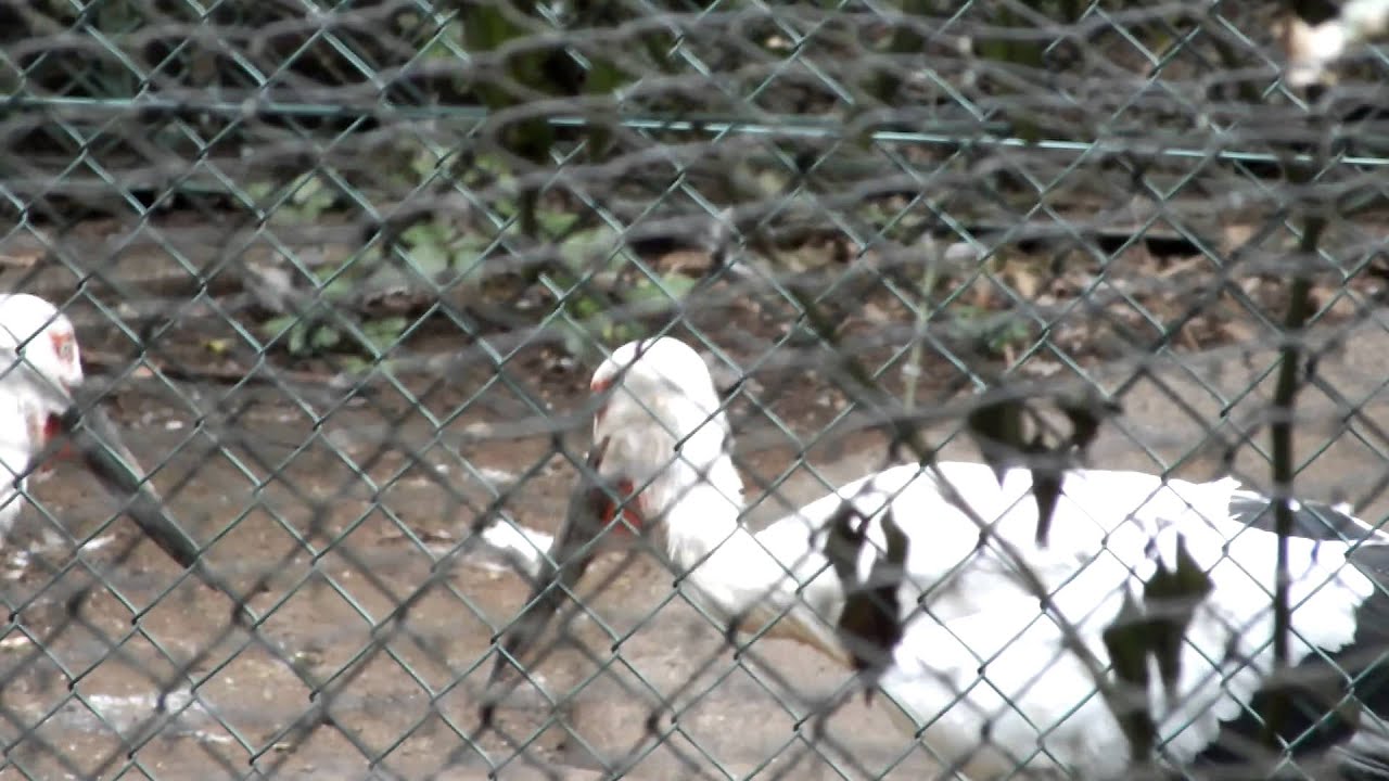 kawaii emoticons Clattering.Oriental Stork.コウノトリのクラッタリング（くちばし音）。